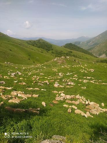 berde mal bazari: Kelbecer quzulari satisda qurbanliq kesim diri ceki 10 azn — 3