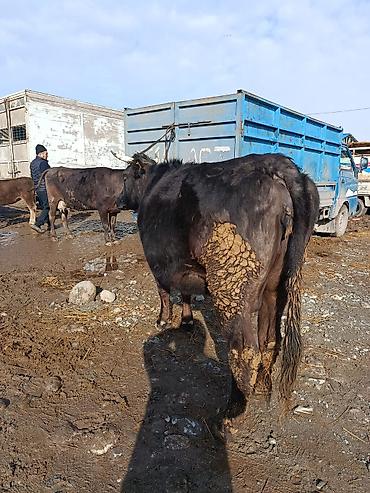 Коровы, быки: Продаю | Корова (самка) | Алатауская | Для молока | Стельные — 3