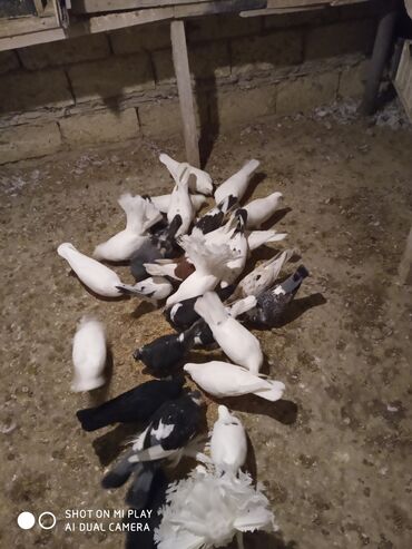 Göyərçinlər: Super göyərçinlər bu yay 7-8 saat uçan Dəniz qırağında gecədən — 5