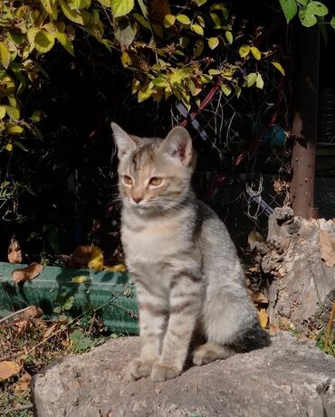 отдам даром находка: Кошечка. 4 месяца. 
Район Кызыл-Аскер