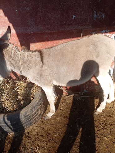 Другие с/х животные: Осёл (серо-бурый), короткошёрстный, домашнего содержания. Основные — 2