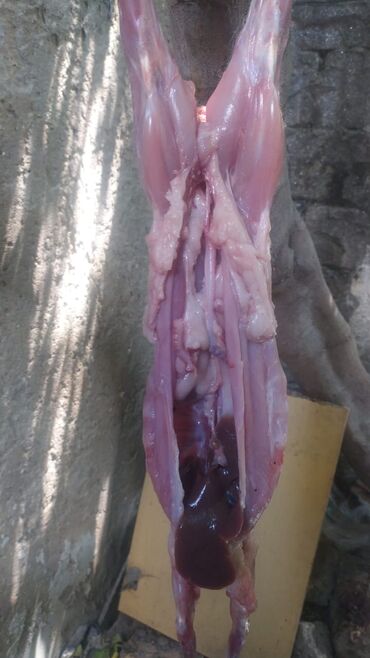 Ət: Dovşan eti halal kesilmiş halal ceki 1 ededi gelir 1k.800q. 1k.500q -da lalafo.az — 23 Ət: Dovşan eti halal kesilmiş halal ceki 1 ededi gelir 1k.800q. 1k.500q — 23