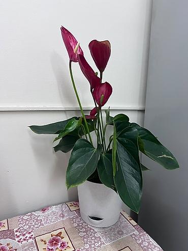 цветок антуриум: Антуриум (Anthurium andreanum) в декоративном горшке - Эффектные — 3
