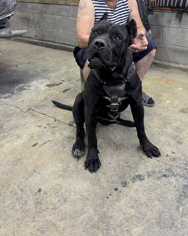 Продажа собак: Кане-корсо, 2 месяца, Самец — 3