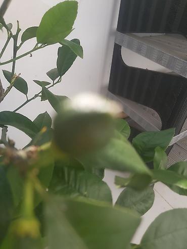 limon sam agaci: Limon ağacı. 40 azn — 6