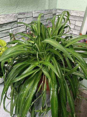 систему капельного полива: Комнатные растения в горшках 1) Хлорофитум (Chlorophytum comosum) -