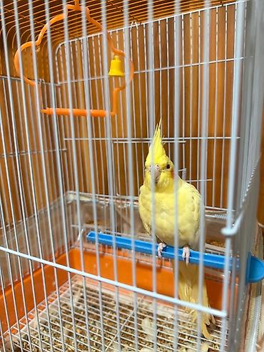 tutuqu: Növ: Nimfa (Cockatiel) – sarı rəng popuqay qefesle birlikte satilir — 2