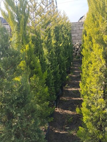 Çöl bitkiləri: Bağ və landşaft üçün qapalı qablarda əkilmiş dekorativ bitkilər - — 1