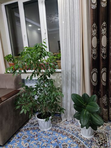 перец комнатный: Другие комнатные растения
