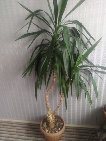 растение тропическая пальма: Продаю пальму, высота 190см