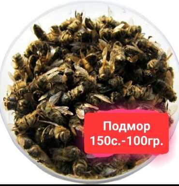 шотландская вислоухая кошка черная: (г. Шопоков) Продаю пчелиный подмор 100г. 150с