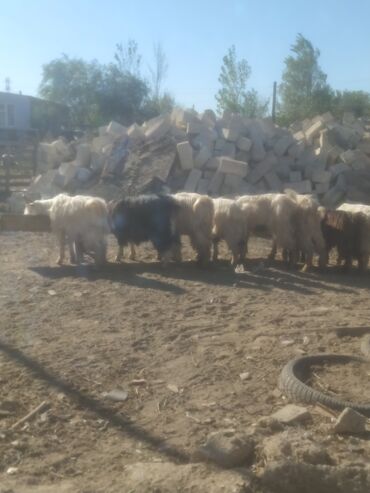 Keçi, çəpiş: Qoyun-keçi təsərrüfatı üçün erkək və dişi keçilər - Cins: yerli — 14