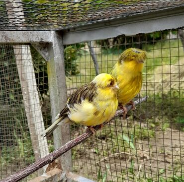 sultan quşu: Qloster kanareyka bulbul.ədədi 100 manat