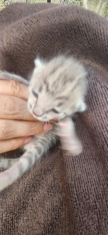 qarğa balası satılır: GÖYÇAYDA TƏCİLİ! Mavi gözlü cins pişik balası pulsuz verilir — 1