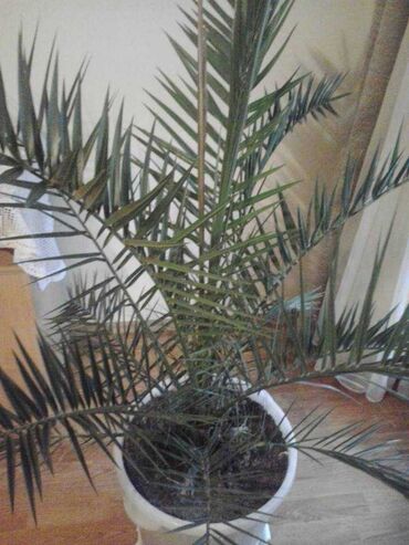 frotiri cena: 05. B. Seme palme
Cena:1200din/5 semenki
