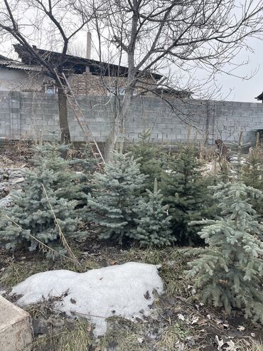 Декоративные деревья: Саженцы деревьев: Ели, Самовывоз