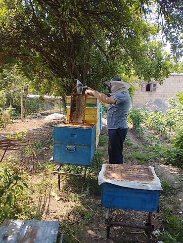 balı: Tam tebii təmiz qara tikan balı ramkası 125 azn — 2