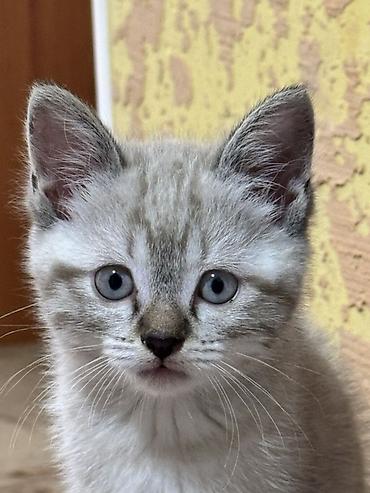 Продажа кошек: Котята с серебристым окрасом и голубыми глазами. Мальчик и девочка — 1