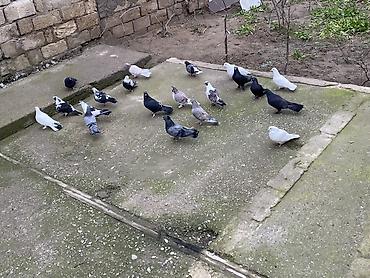 Göyərçinlər: 22 ədəddir üsd üsdə 4 manatdan tərgidmə maraqlanan vp yazsın video — 1