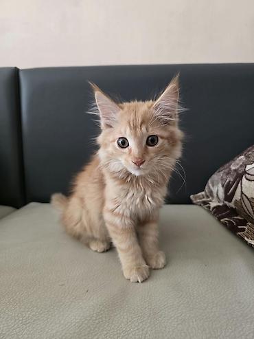породистые котята даром: Кошка даром: Мейн-кун, Мальчик — 1