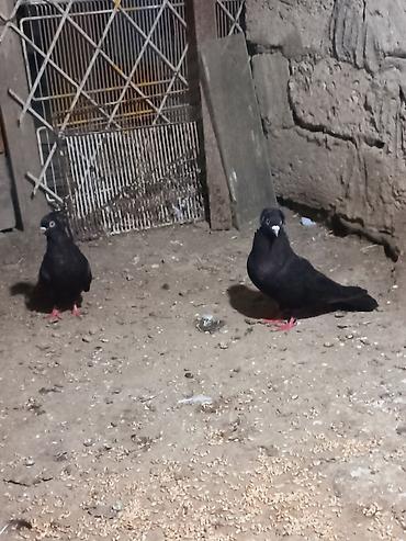 hələb keçisi haqqında məlumat: Salam hazir cutuduler eni quyurug ag gozlerdendi instiye. olsa unvan — 7