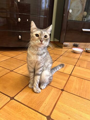 ağ pişiklər: Самка, В добрые руки