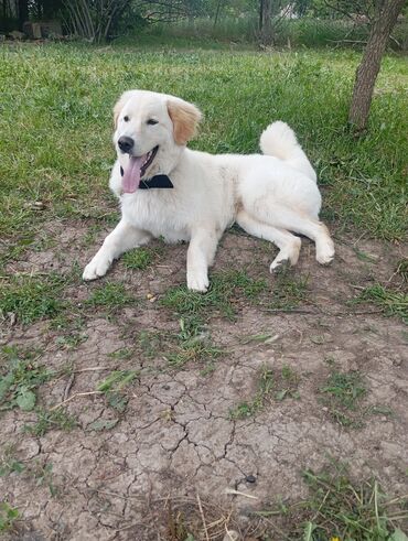 İtlər: Retriever, 9 ay, Erkek, Peyvəndli, Ünvandan götürmə