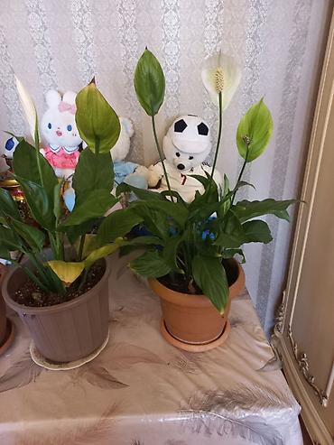 qul: Otaq bitkiləri – bir neçə növ saksıda - Spathiphyllum (Sülh zanbağı) — 2