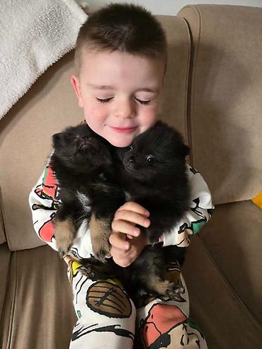 Psi: Na prodaju preslatki pomeranci U naš dom su sasvim spontano stigle — 4