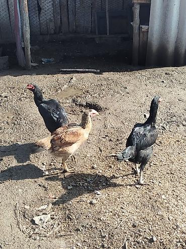 Куры, петухи: Продаю | Петух | Бойцовая | Для разведения — 7