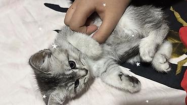 кошки бишкек: Котёнок серебристого окраса шиншилла (серый табби) с выразительными — 1