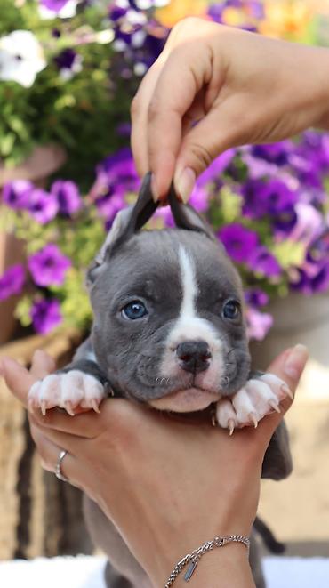 Продажа собак: Американский булли, 2 месяца, Самец — 12