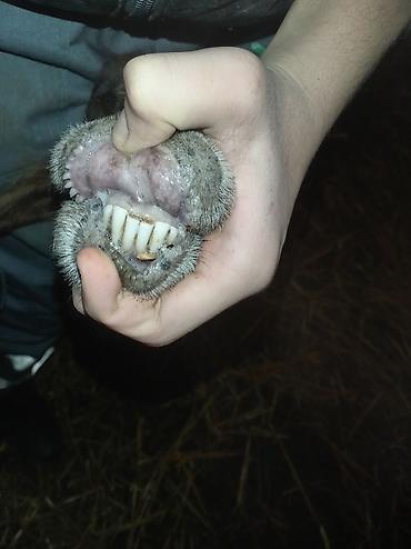 Qoyunlar, qoçlar: Sağlamdı 2ci qarına qoça gəlib. Ünvan Novxanı — 10