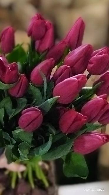 Букеты из живых цветов: Продаем тюльпаны отличного качества, высота и бутон крупный, высокие — 16