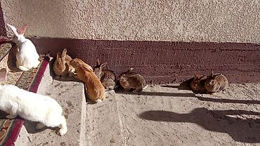 Кролики: Продаю | Кролик самец — 4