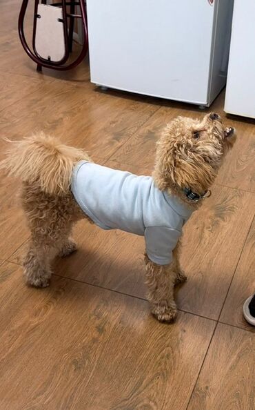 Услуги ветеринара: Продаем в хорошие, заботливые руки мини-пудель, девочка, 7 месяцев( — 7