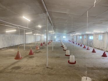 Toyuqlar: Ünvan: salyan rayonu, parça xelec kendi, şirvan yolunun üstü 50 sot -da lalafo.az — 2 Toyuqlar: Ünvan: salyan rayonu, parça xelec kendi, şirvan yolunun üstü 50 sot — 2