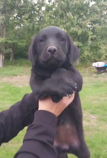 cubuş it: Labrador-retriver, 2 ay, Dişi
