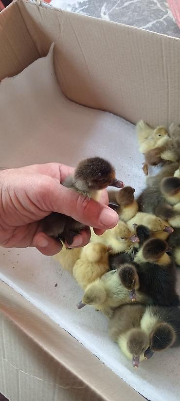 su donuzu: Musk ördək balaları (indo ducklings) - Cins: Musk (indo) ördək - — 3