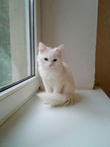 белый кот: !читайте внимательно !!!! куплю, белого котёнка с города Ош, до