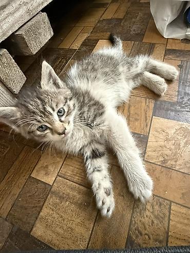 вислоухие котята фото: Отдам даром - Возраст: примерно 1–2 месяца (по фото — малыши с — 1