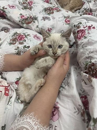 малинкий кошка: Беспородная, 3 месяца, Девочка, Приучена к лотку — 2