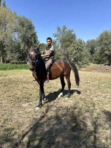 Лошади, кони: Продаю | Кобыла (самка) | Для разведения, Конный спорт — 2