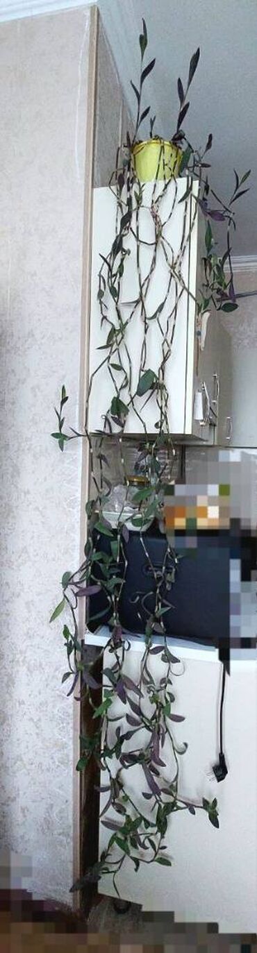 Другие растения: 🌿 Традесканция (сеткреазия). Очень длинные, густые лианы — идеально