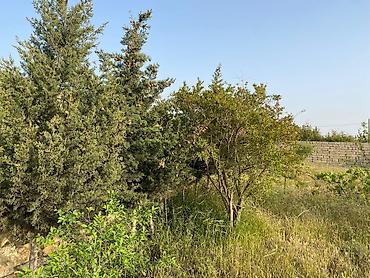 bagi: 12 sot, Tikinti, Mülkiyyətçi, Kupça (Çıxarış) — 4