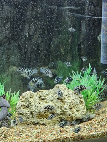 Рыбы: Цихлиды-подростки оптом! - бирюзовая акара - голубой дельфин - — 6