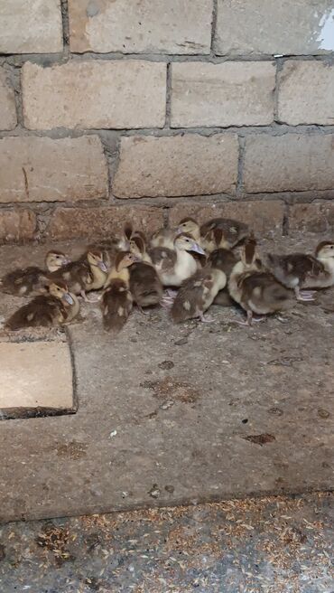 Коровы, быки: Muscovy (indoutka) cücələri – qrup halında satış üçün. - Növ: Muscovy