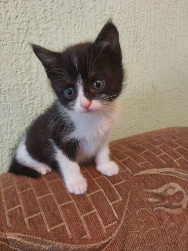 британская кошка рыжая: Продам кошка девочка мецес 1.5 хорошо послушай очень любит играть