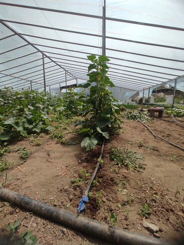 Теплицы: Ищу инвестора для масштабирования тепличного хозяйства и развития — 7