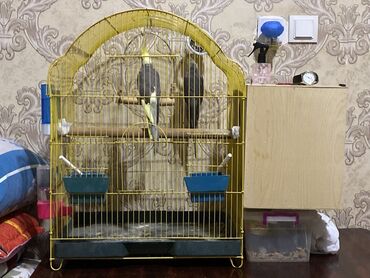 расческа для вшей: Sarıköynək (cockatiel) üçün qəfəs və aksesuar dəsti - Metaldan, sarı